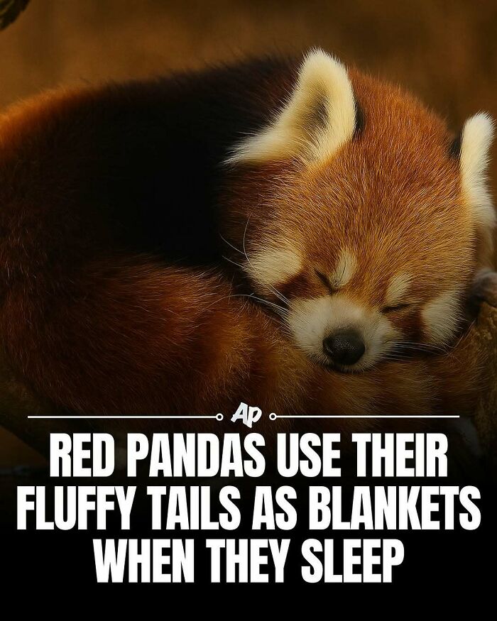 Wait Till You See These Wild Animal Surprises!