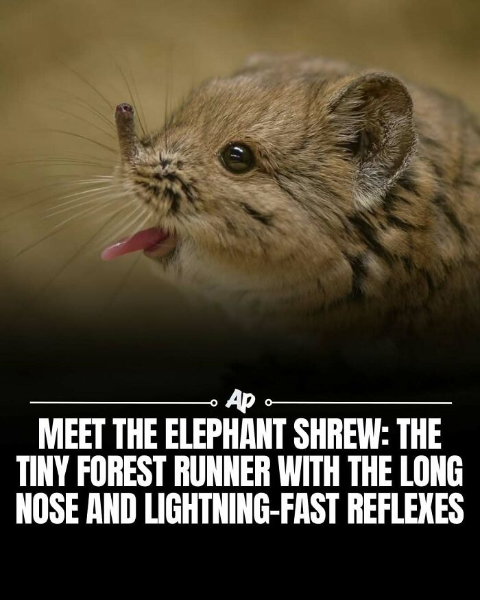 Wait Till You See These Wild Animal Surprises!