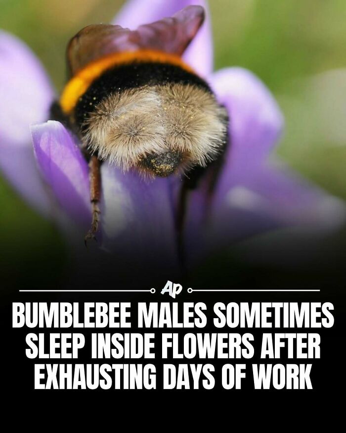 Wait Till You See These Wild Animal Surprises!