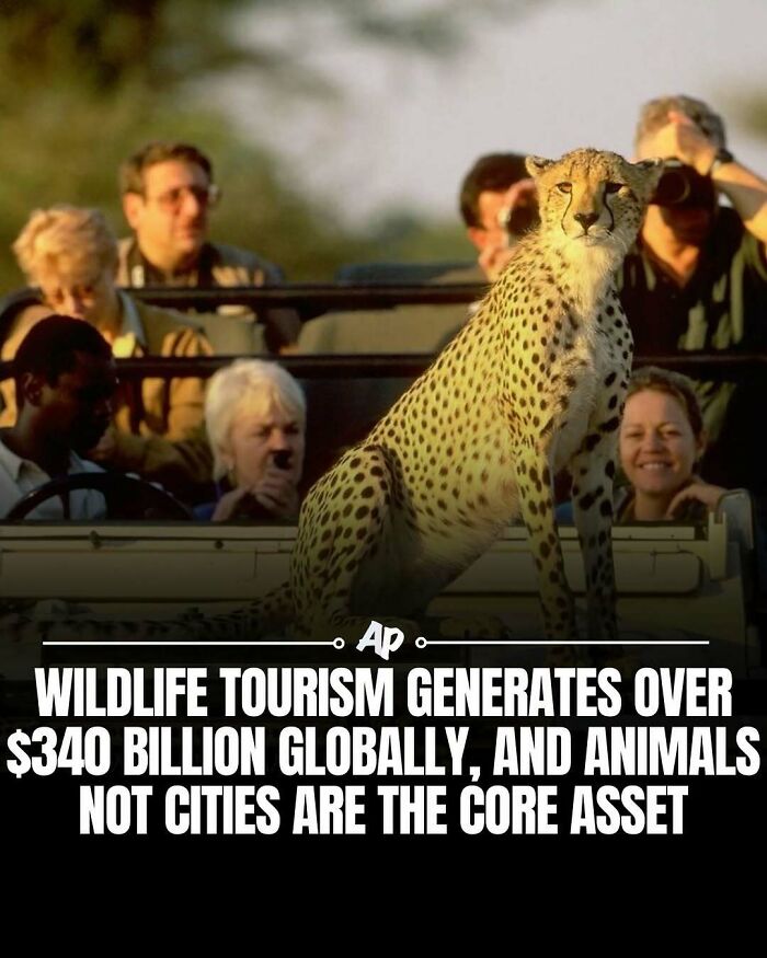 Wait Till You See These Wild Animal Surprises!