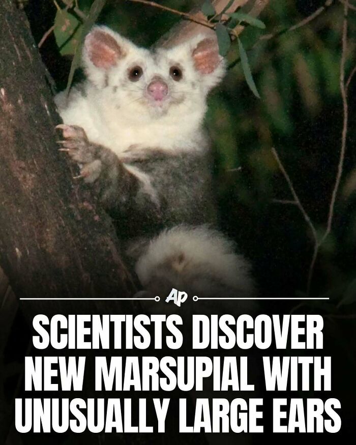 Wait Till You See These Wild Animal Surprises!