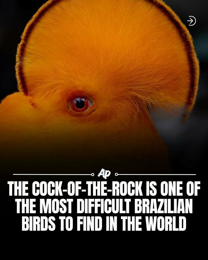 Wait Till You See These Wild Animal Surprises!