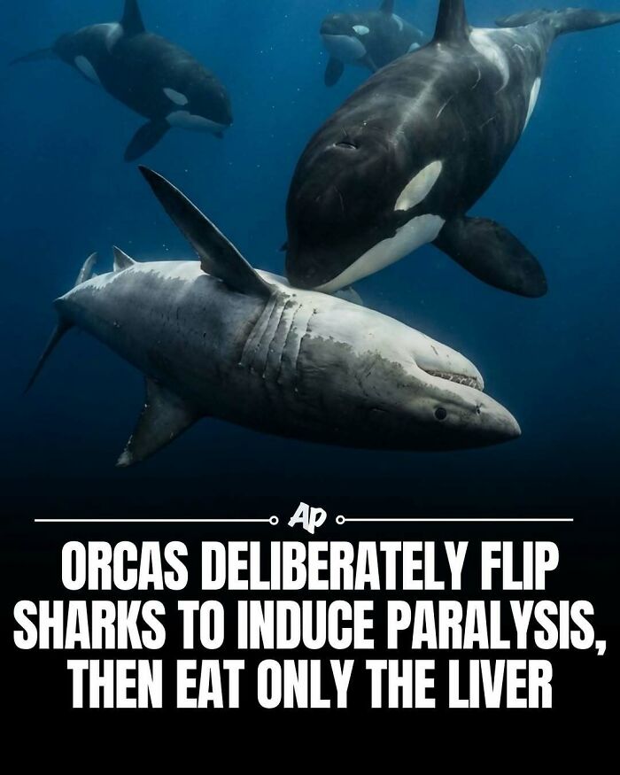 Wait Till You See These Wild Animal Surprises!