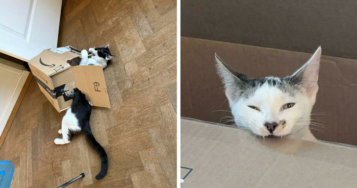 Cats and Their Shredding Antics: The Ultimate Destruction Show!