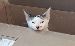 Cats and Their Shredding Antics: The Ultimate Destruction Show!