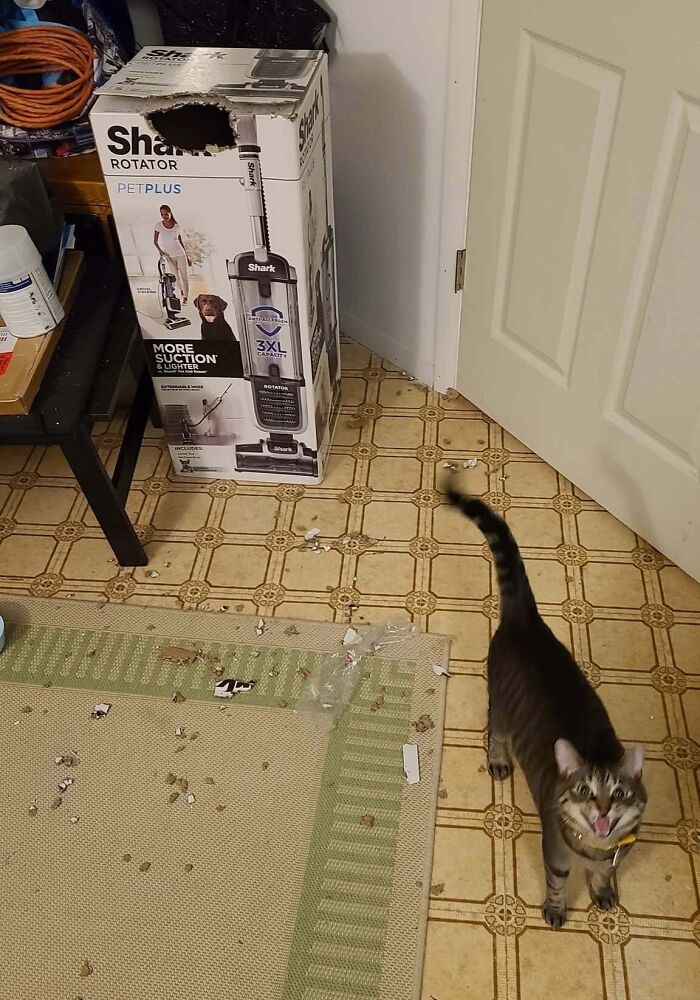 Glad My Cat Isn’t The Only Weirdo Destroying Stuff