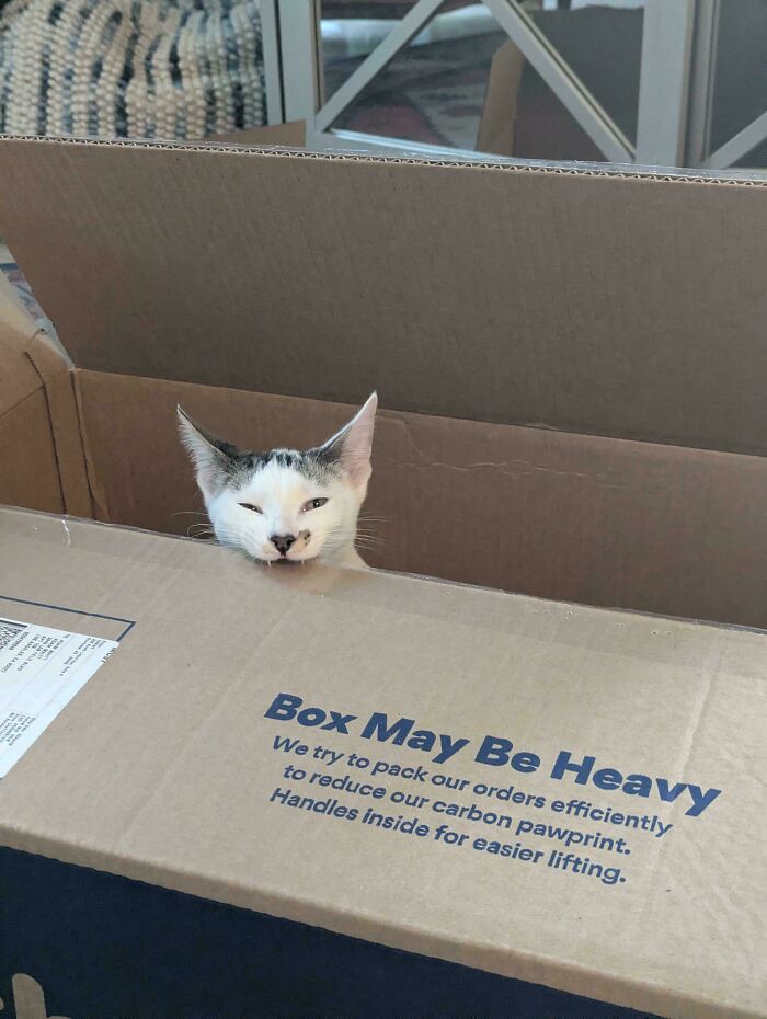 The Purrforator Is On The Loose