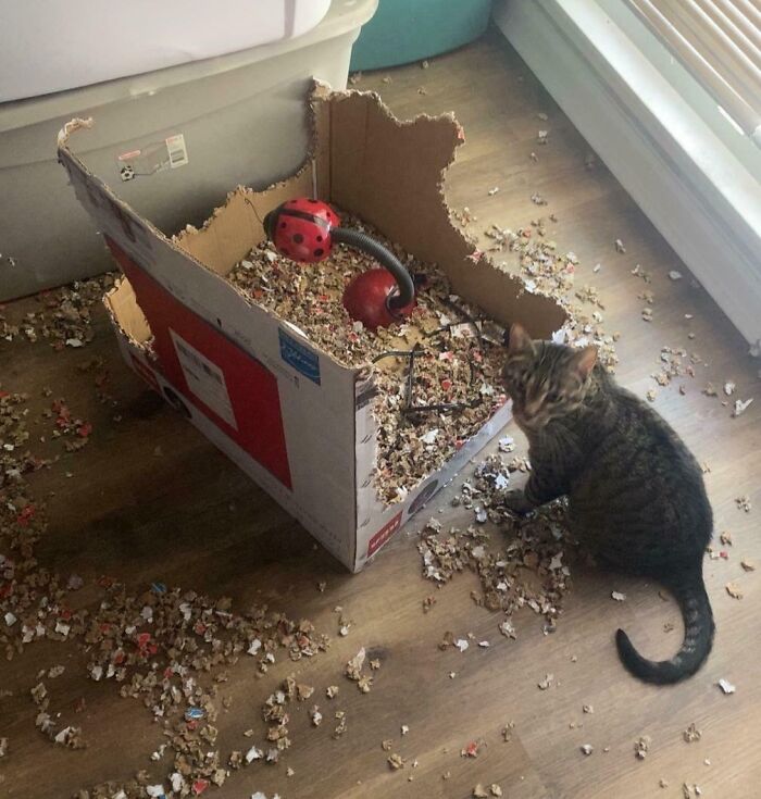 Meet The Grinding Mill Cat—Constant Shredder Alert