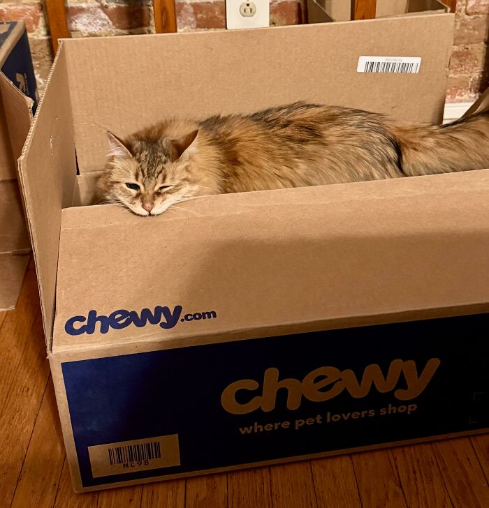 I Will Chomp My Way Out! The Escape Artist Cat