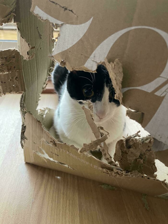 Yomi, The Box Installation Artist Extraordinaire
