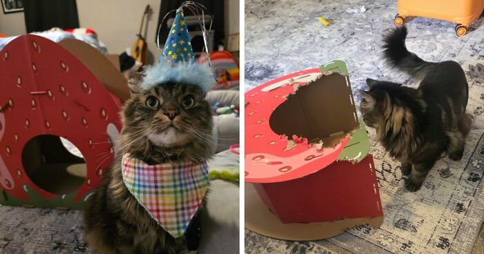 Birthday Gift Today, Shredded Tomorrow—Meet The Destruction Duo