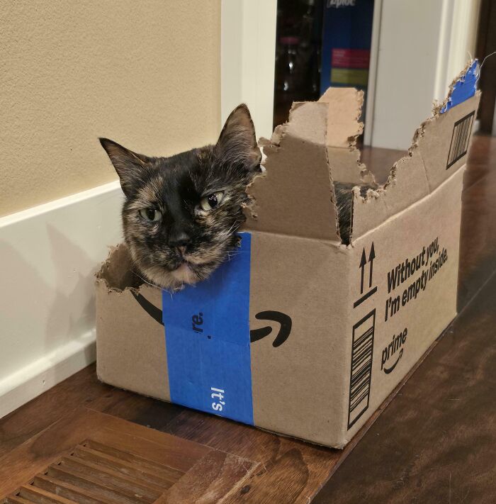 I Think I Adopted A Chainsaw, Not A Cat
