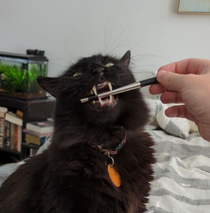 Chomp Attack Incoming!