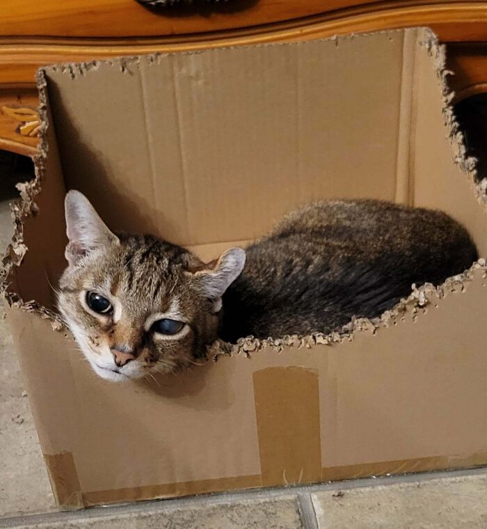 Was Told To Post Charlie Here—So Here’s Charlie, The Shredder