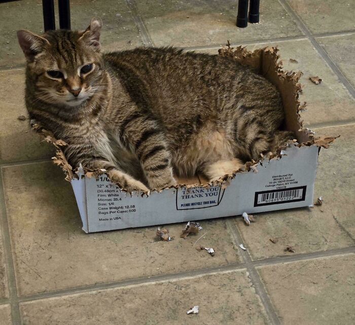 Charlie’s Latest Shredding Project