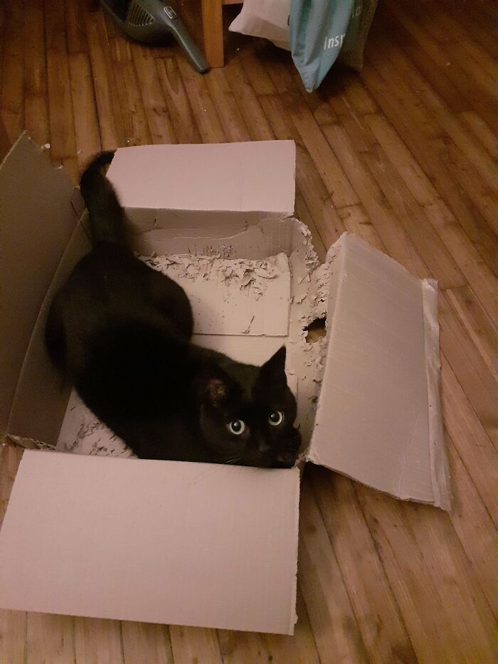A Menace To Society? More Like A Menace To Boxes