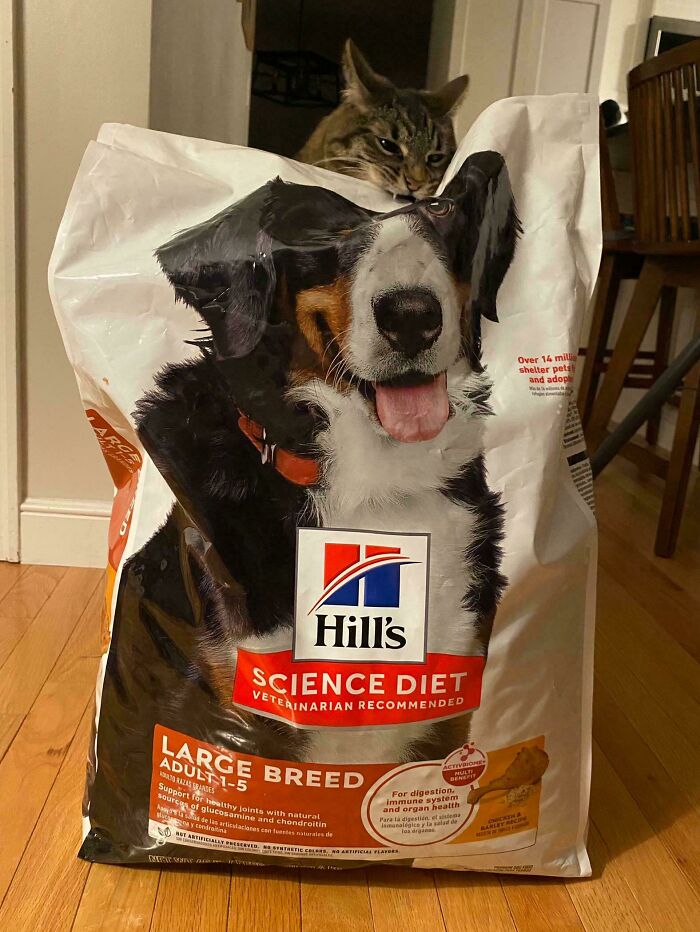 Instructions Unclear: Trying To Staple Dog Food