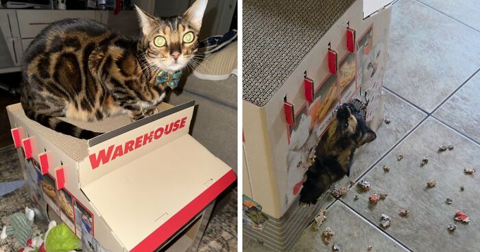 She’s Wrecking Her Brand New Costco Haul