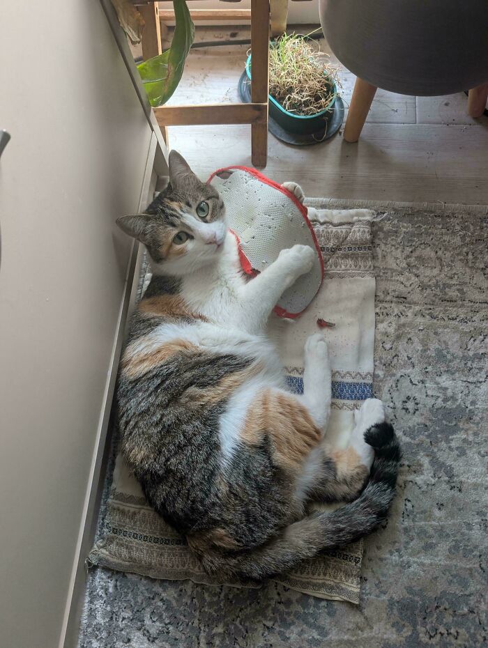Does Stapling Slippers Count? Asking For A Friend.