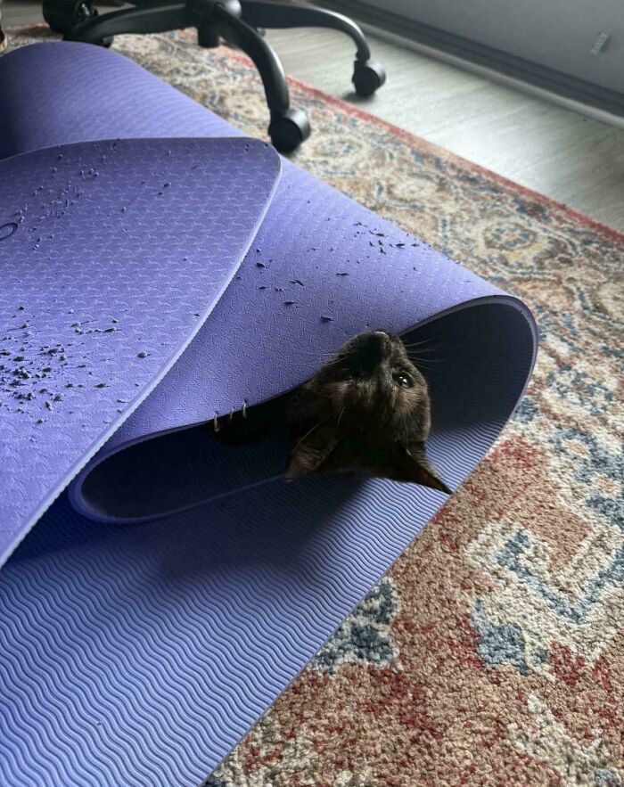 Rip My Yoga Mat? Challenge Accepted.