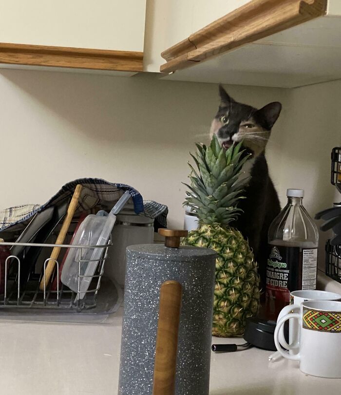 Pineapple Staple—Exotic Destruction Style