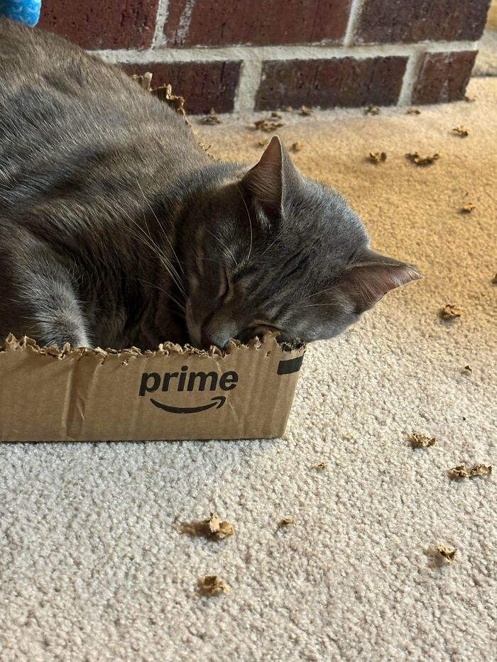 Cosmo’s Done With Today's Stapling—Dreams Of Tomorrow, Anyone?
