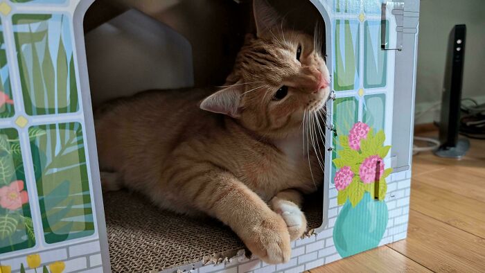 Of Course He Has To Staple His New House!