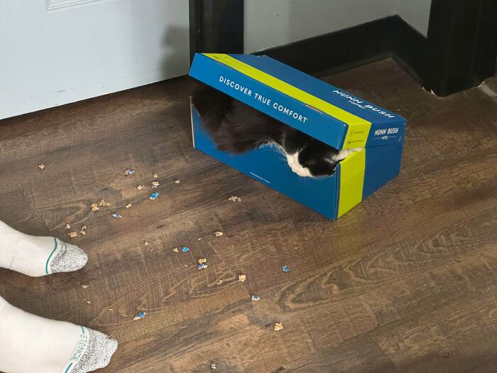 Caught Her Red Paws—and She’s Not Sorry!