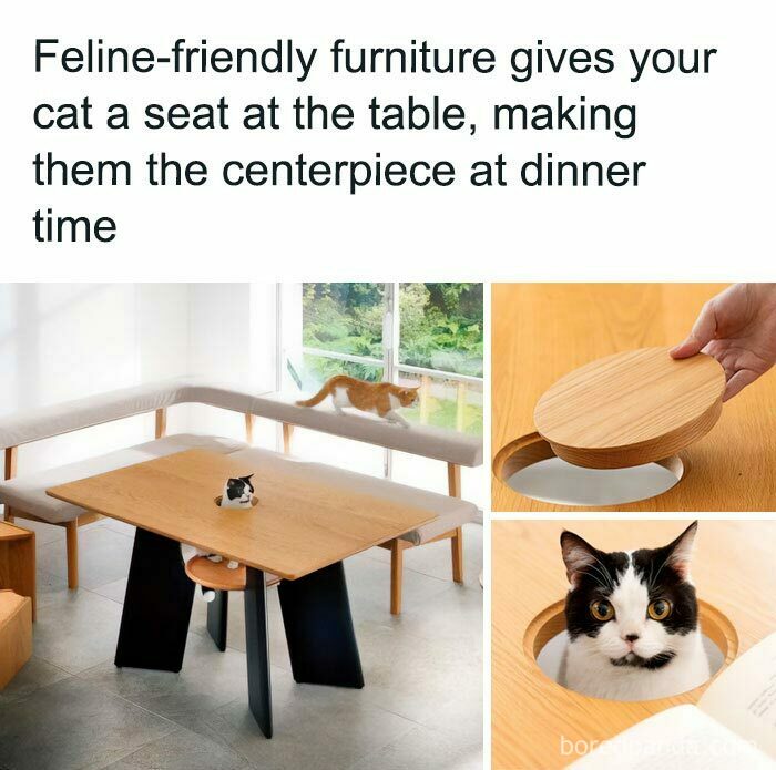 Cat Gets Fancy Spotlit Entrance