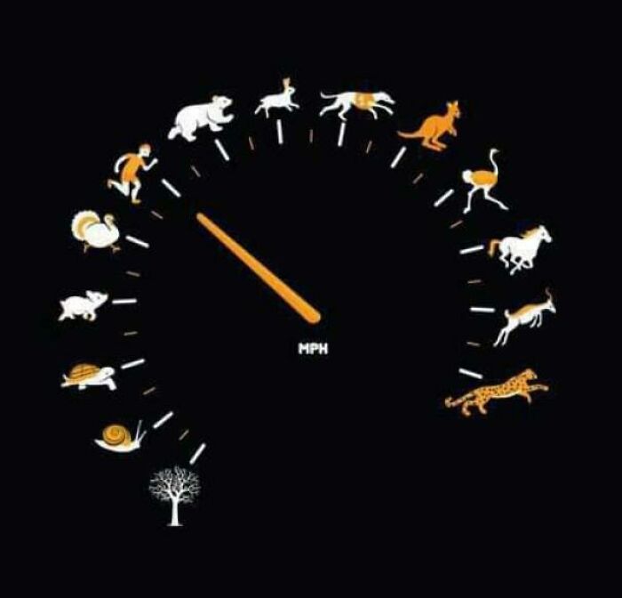 Speedometer That’s Definitely Confusing