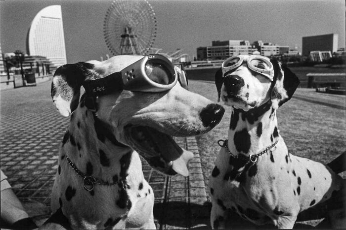 Elliott Erwitt (1928–2023)