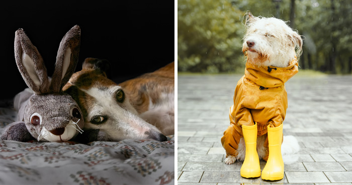 Let’s Decode 17 Weird Dog Habits That Totally Baffle Us