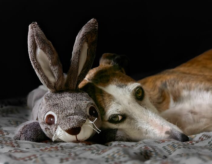 Why Does Your Dog Obsess Over One Favorite Toy?
