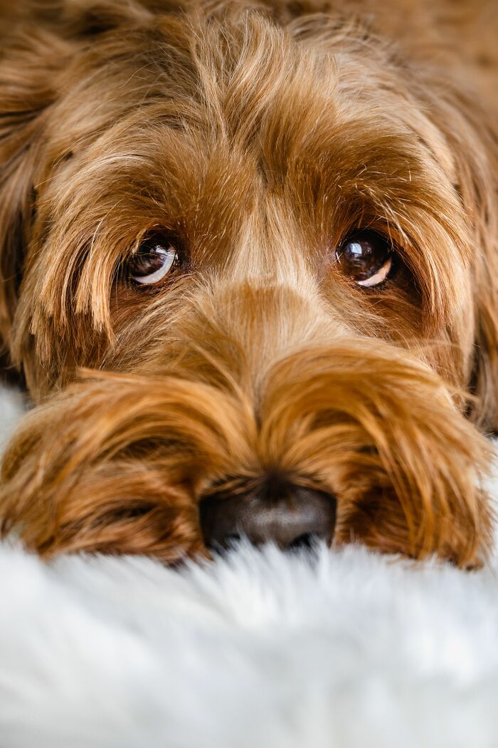Why Does Your Dog Act Like They Haven't Eaten, Even Right After Dinner?