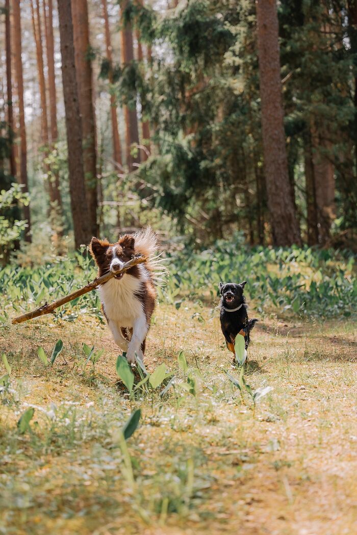 Why Do Dogs Carry Sticks Way Too Big for Them Like It’s a Trophy?