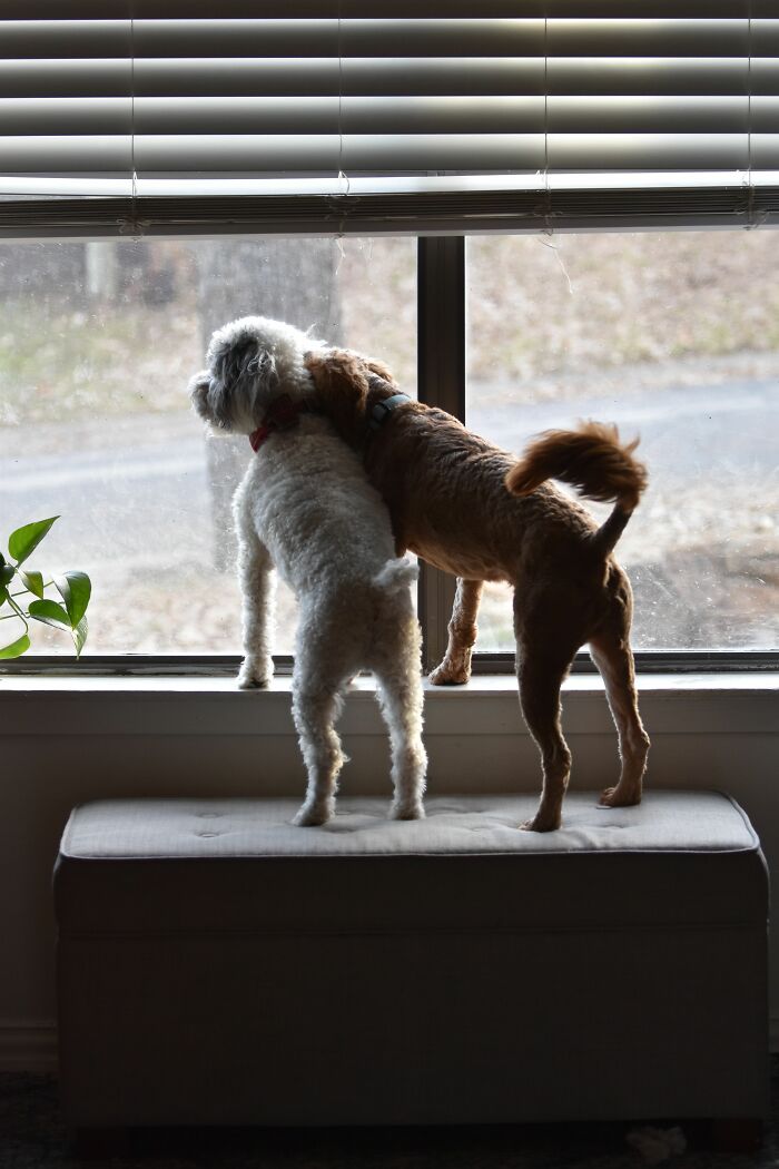 Why Do Dogs Bark at Invisible Stuff? Are Ghosts Real?