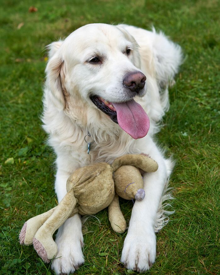 Why Does Your Dog Bring You Random Junk Like Socks and Leaves?