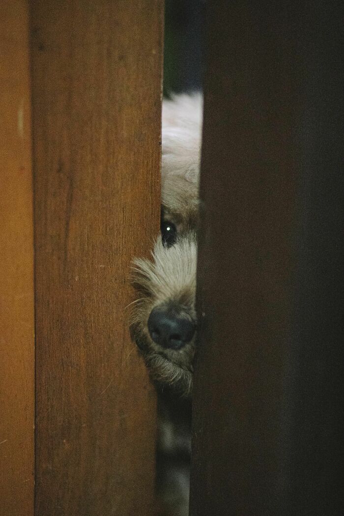 Why Does Your Dog Follow You to the Bathroom? No Privacy, Just Buddies.