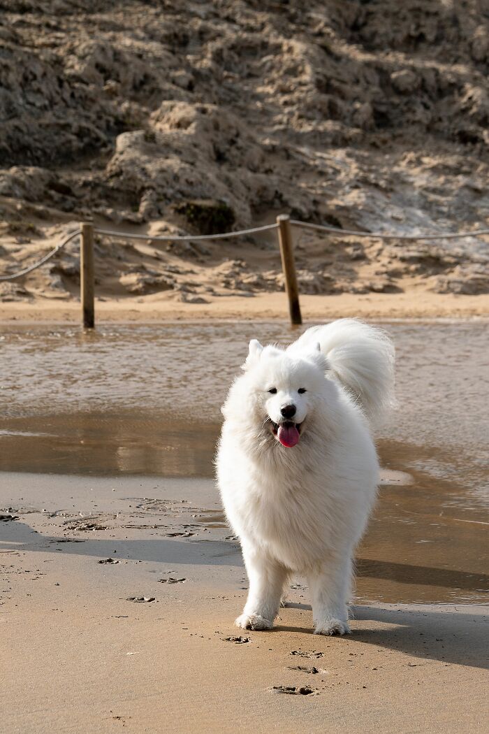 Why Do Dogs Stare at You While Doing Their Business? Awkward or Protective?