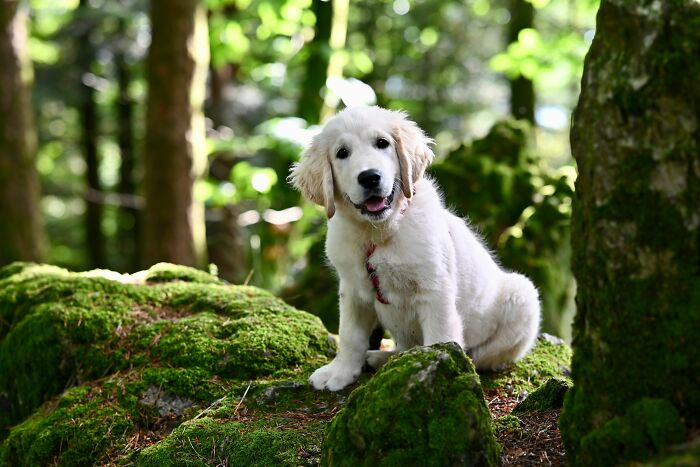 Why Do Dogs Kick the Ground Like They’re Marking Their Kingdom After Pooping?
