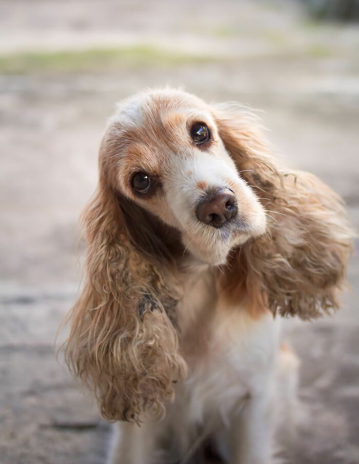 Why Do Dogs Tilt Their Heads Like They're Trying to Get a Secret When You Talk?