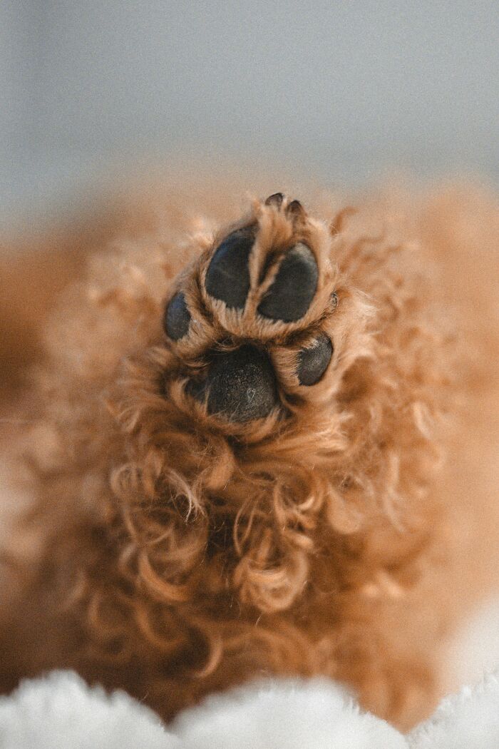 Why Do Dogs Roll Around in Stinky Gross Stuff? Ew, Right?