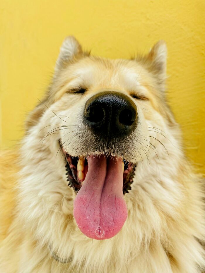 Why Do Dogs Let Out a Big Sigh Before Flopping Down Like Drama Queens?