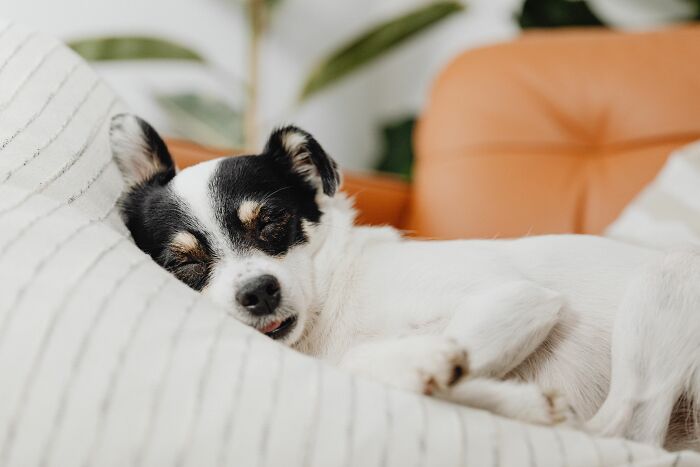 Why Does Your Dog Snag Your Spot the Moment You Get Up? Sneaky!