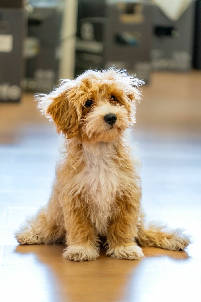 Why Do Dogs Look ‘Guilty’ Before You Even Say a Word? Mind Reader Much?