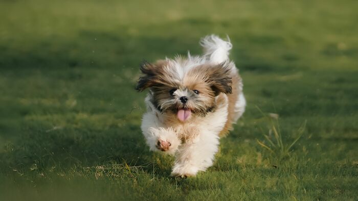 Why Do Dogs Suddenly Zoom Around Like Crazy? Zoomies Time!