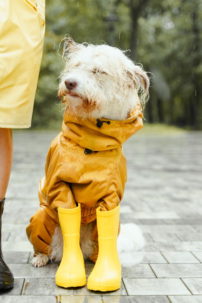 Why Do Some Dogs Say ‘No Thanks’ to Rainy Walks?