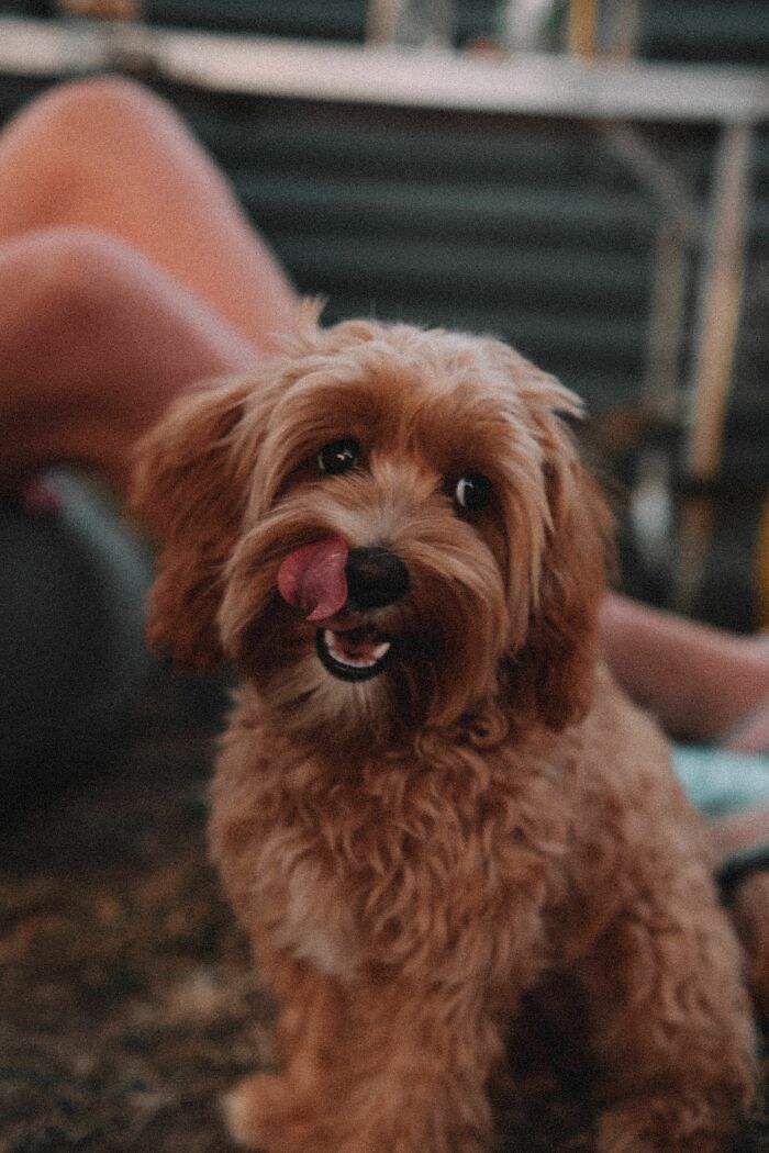 Why Do Dogs Eat Poop? Seriously?!