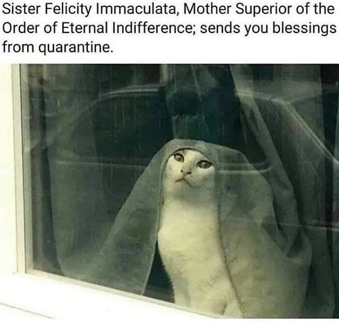 Get Ready to LOL at These 36 Cat Memes You'll Totally Recognize