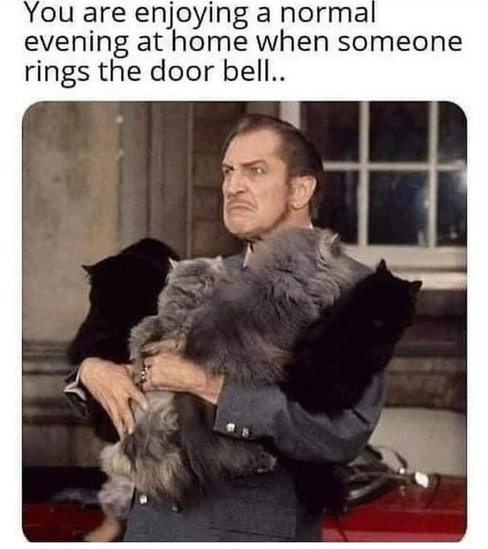 Get Ready to LOL at These 36 Cat Memes You'll Totally Recognize